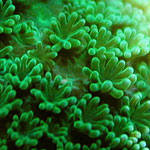 造礁サンゴのポリプ