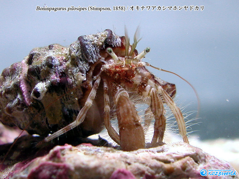 オキナワアカシマホンヤドカリ/Boninpagurus pilosipes (Stimpson, 1858) [2]