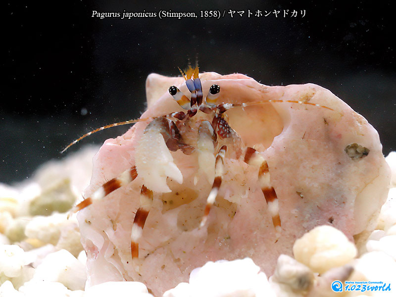ヤマトホンヤドカリ/Pagurus japonicus (Stimpson, 1858) [3]