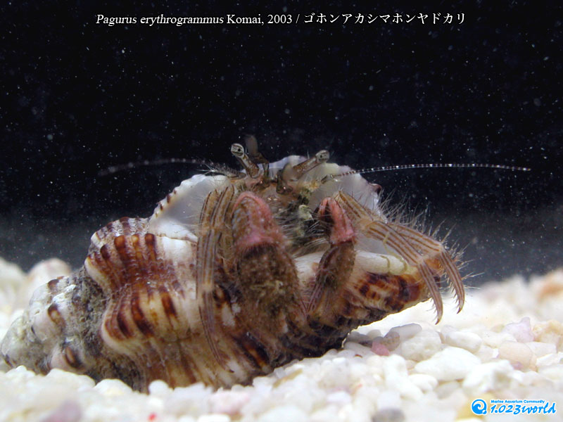 ゴホンアカシマホンヤドカリ/Pagurus quinquelineatus Komai, 2003 [2]
