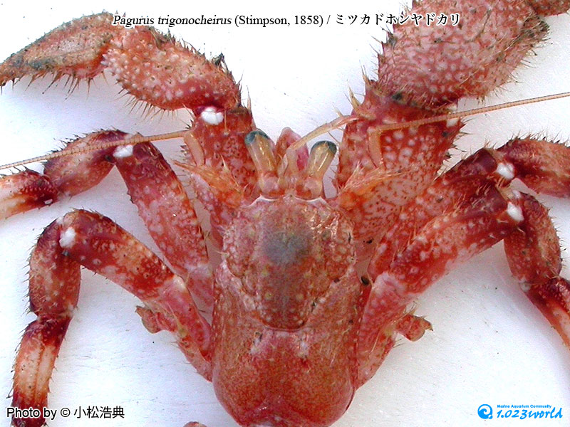 ミツカドホンヤドカリ/Pagurus trigonocheirus (Stimpson, 1858) [5]
