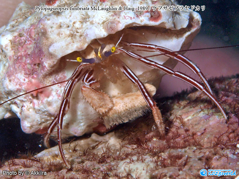 ケフサゼブラヤドカリ/Pylopaguropsis fimbriata McLaughlin & Haig, 1989 [3]