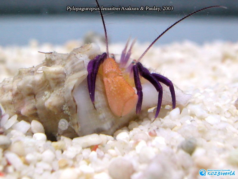 和名未定/Pylopaguropsis lemaitrei Asakura & Paulay, 2003 [5]
