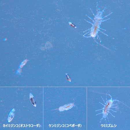 ミジンコ カイ カイミジンコが可愛過ぎる件―どのミジンコよりも興味深い？古生代から生きている謎の虫。