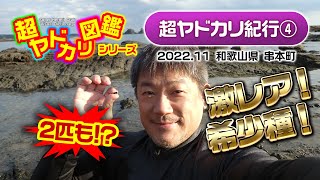 「国内希少ヤドカリ！2日連続でゲット！」超ヤドカリ紀行(4) 串本編