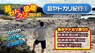 「絶滅危惧種のオンパレードだ！」超ヤドカリ紀行(5) 沖縄本島編