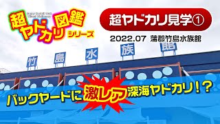 「バックヤードに激レア深海ヤドカリ！？」超ヤドカリ見学(1) 竹島水族館編
