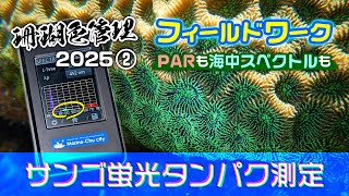 タイドプールでギラギラのサンゴの蛍光タンパクを測定してみた！