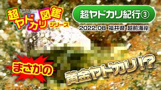「まさかの黄金ヤドカリ！？」超ヤドカリ紀行(3) 越前海岸編