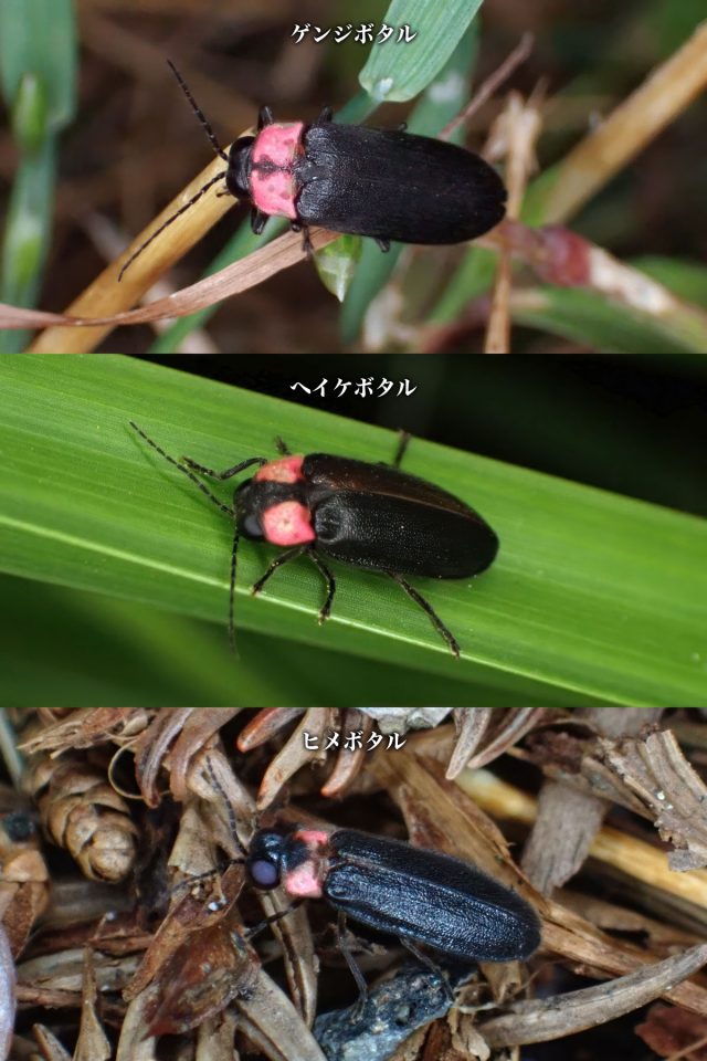 ゲンジボタル、ヘイケボタル、ヒメボタル