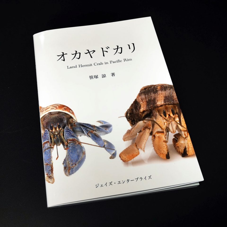 オカヤドカリ Land Hermit Crab in Pacific Rim