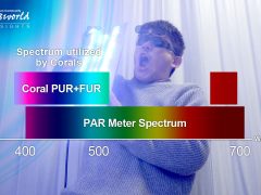 サンゴに必要なPURとFUR