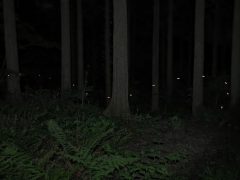 ヒメボタルの飛翔