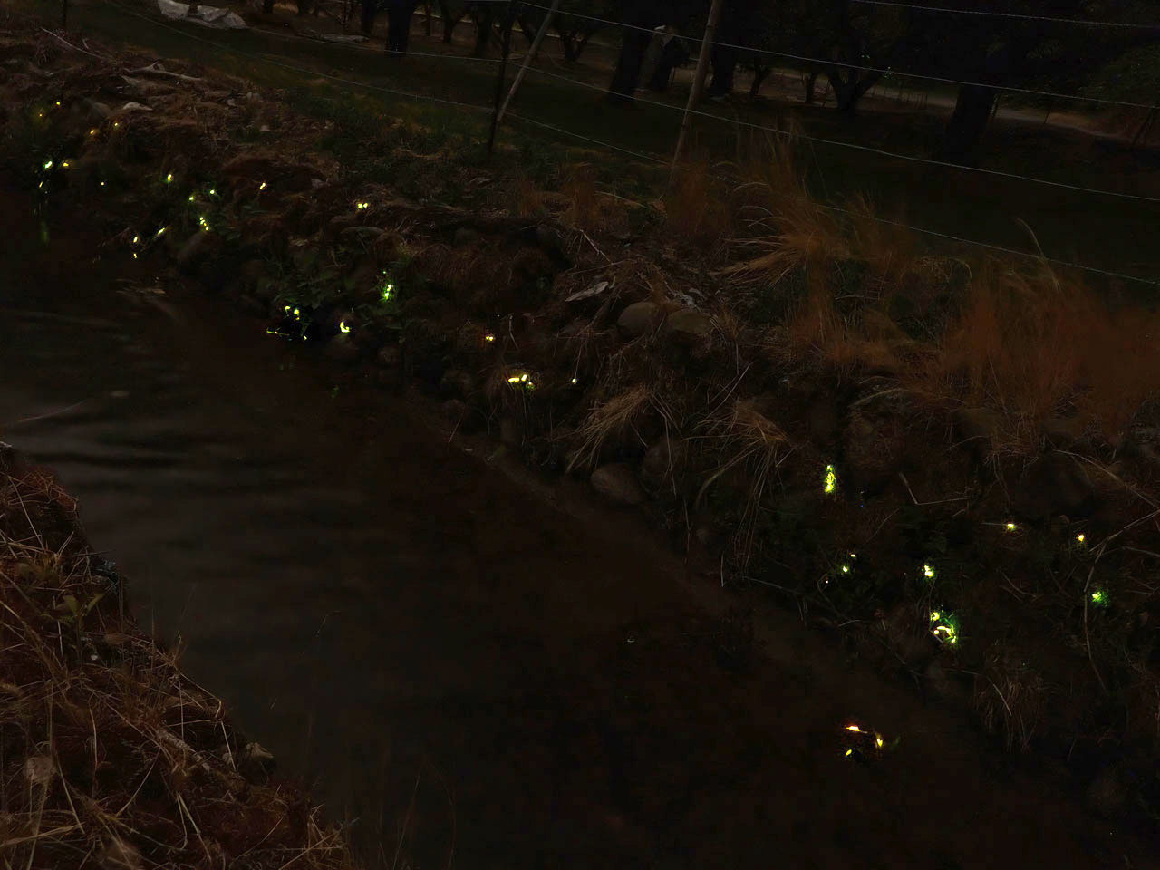 用水に集まるヘイケボタルの光の軌跡 (多重合成)