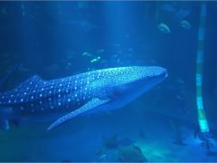 のとじま水族館のジンベエザメのイオリ