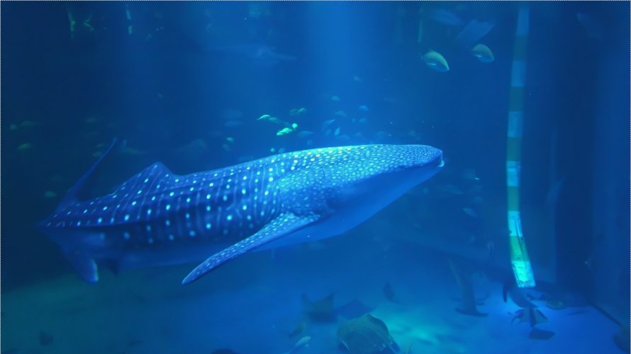 のとじま水族館のジンベエザメのイオリ
