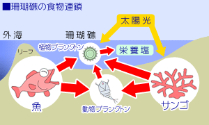 図1:サンゴ礁の食物連鎖