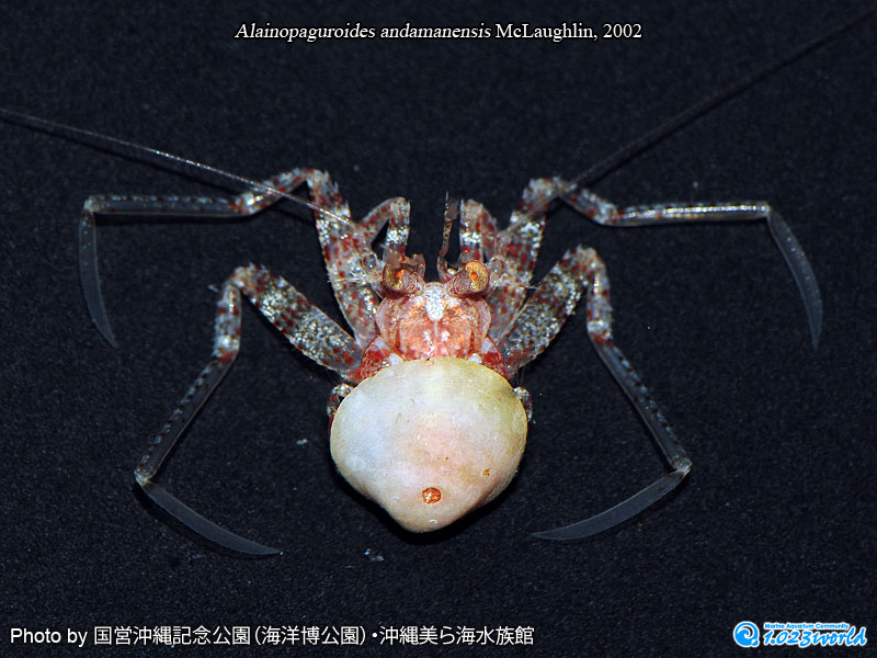 和名未定/Alainopaguroides andamanensis McLaughlin, 2002 [1]