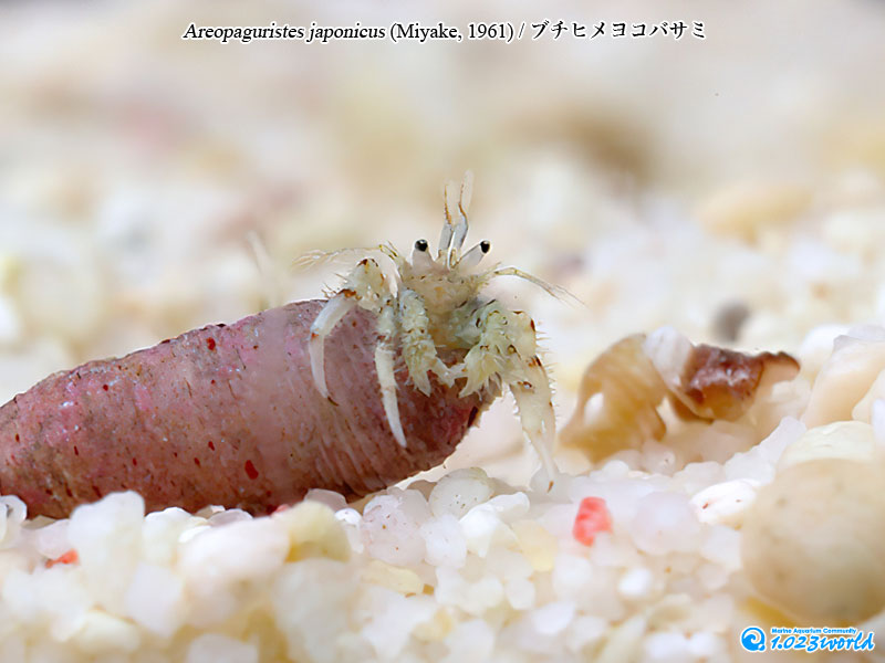 ブチヒメヨコバサミ/Areopaguristes japonicus (Miyake, 1961) [2]