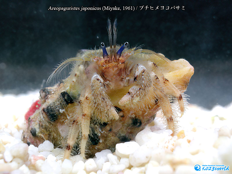 ブチヒメヨコバサミ/Areopaguristes japonicus