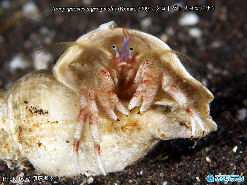 クロトゲヒメヨコバサミ/Areopaguristes nigroapiculus (Komai, 2009) [1]