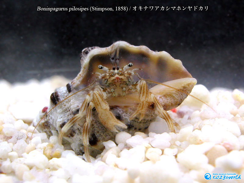 オキナワアカシマホンヤドカリ/Boninpagurus pilosipes (Stimpson, 1858) [3]