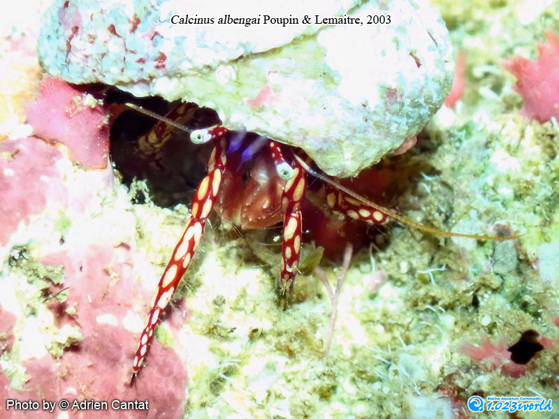 和名未定/Calcinus albengai Poupin & Lemaitre, 2003 [2]