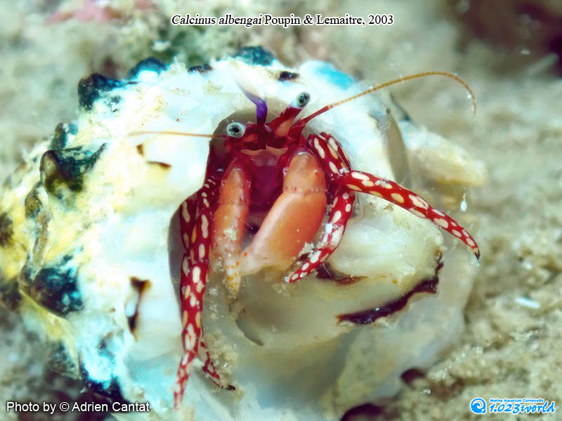 和名未定/Calcinus albengai Poupin & Lemaitre, 2003 [3]