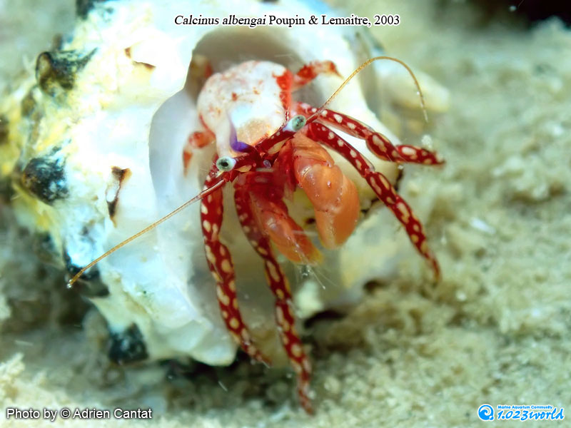 和名未定/Calcinus albengai Poupin & Lemaitre, 2003 [4]