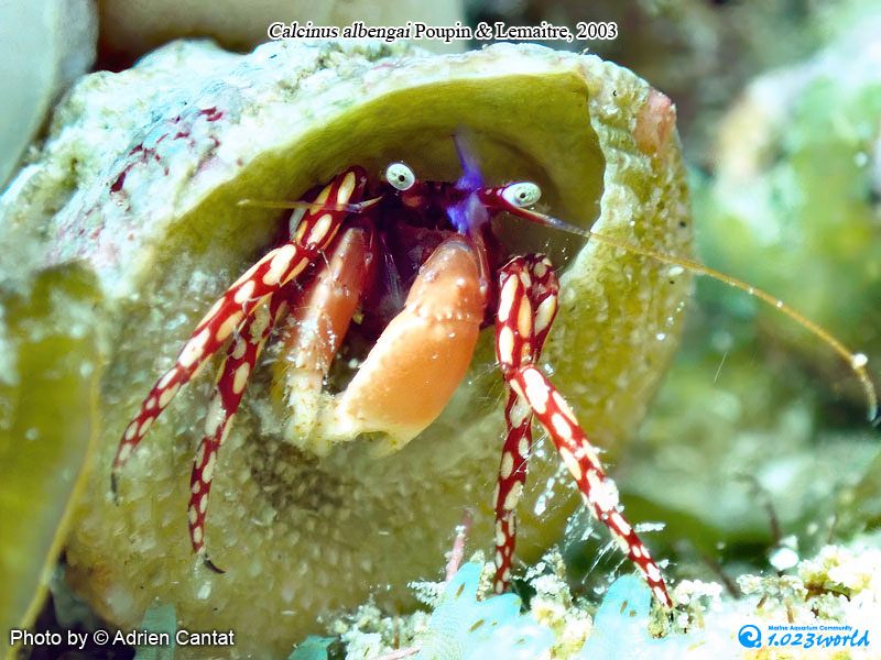 和名未定/Calcinus albengai Poupin & Lemaitre, 2003 [1]