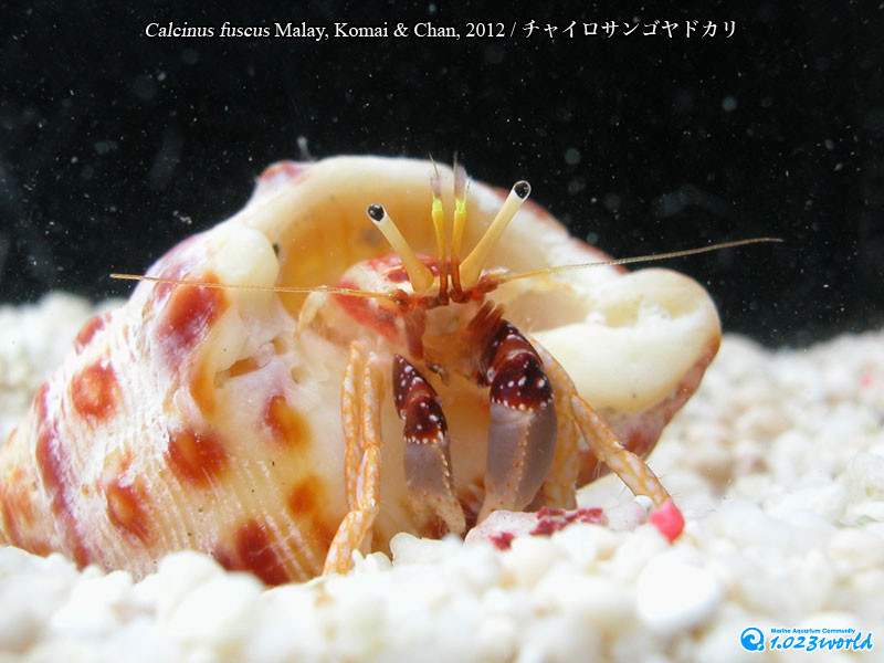 チャイロサンゴヤドカリ/Calcinus fuscus Malay, Komai & Chan, 2012 [2]