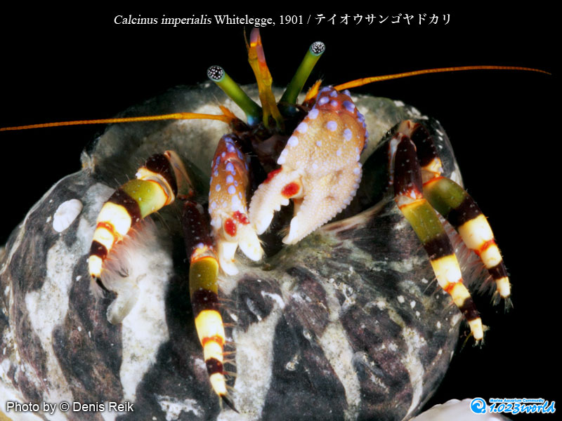 テイオウサンゴヤドカリ/Calcinus imperialis Whitelegge, 1901 [3]