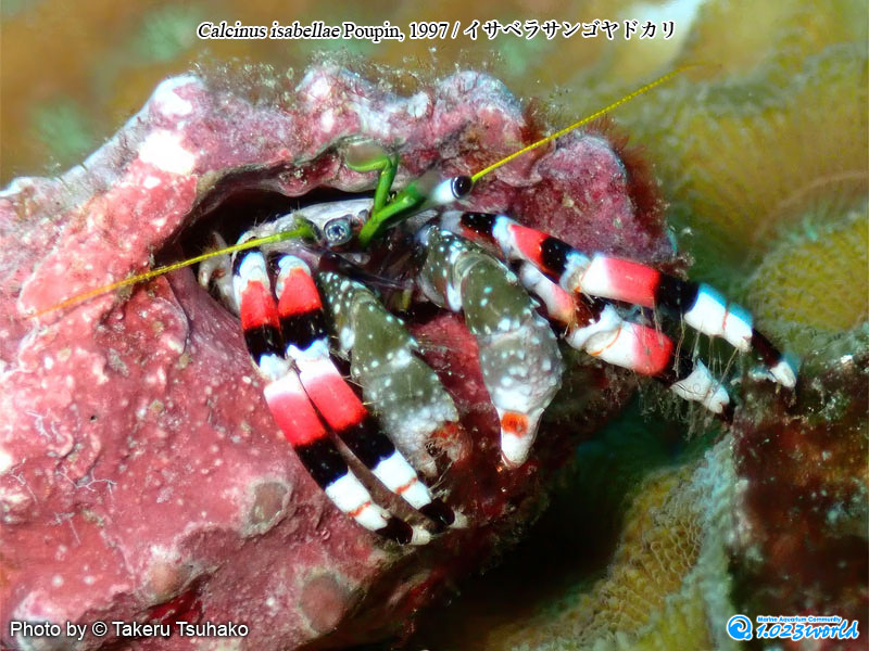 イサベラサンゴヤドカリ/Calcinus isabellae Poupin, 1997 [4]