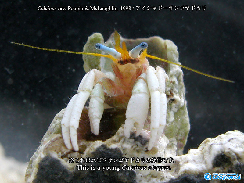 アイシャドーサンゴヤドカリ/Calcinus revi Poupin & McLaughlin, 1998 [1]