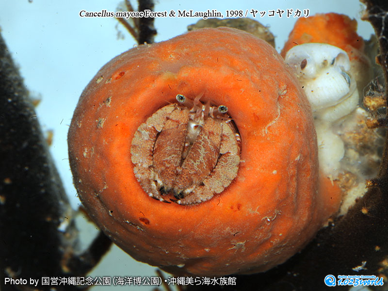 ヤッコヤドカリ/Cancellus mayoae Forest & McLaughlin, 1998 [3]
