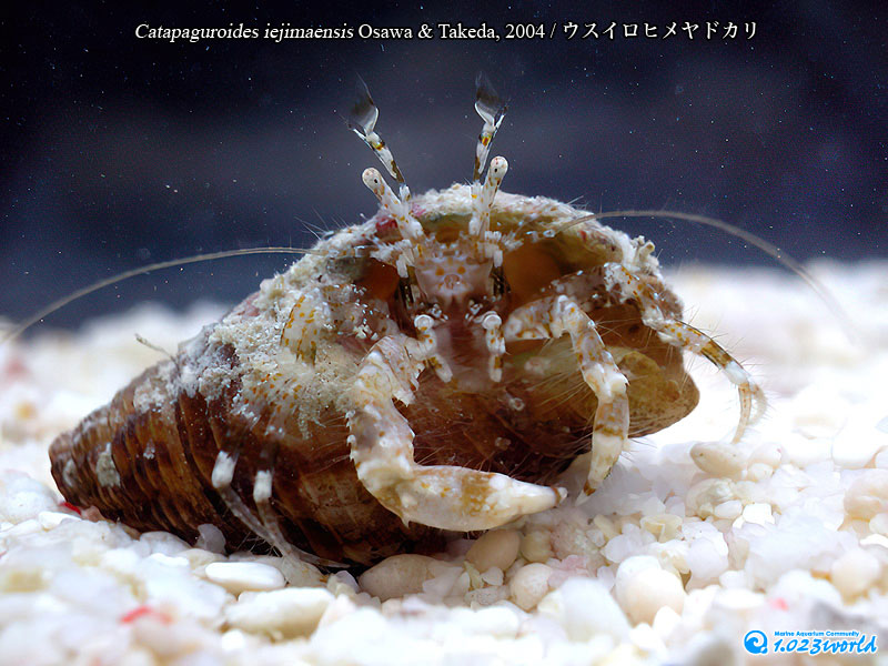 ウスイロヒメヤドカリ/Catapaguroides iejimaensis Osawa & Takeda, 2004 [2]