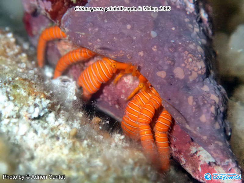 和名未定/Ciliopagurus galzini Poupin & Malay, 2009 [2]