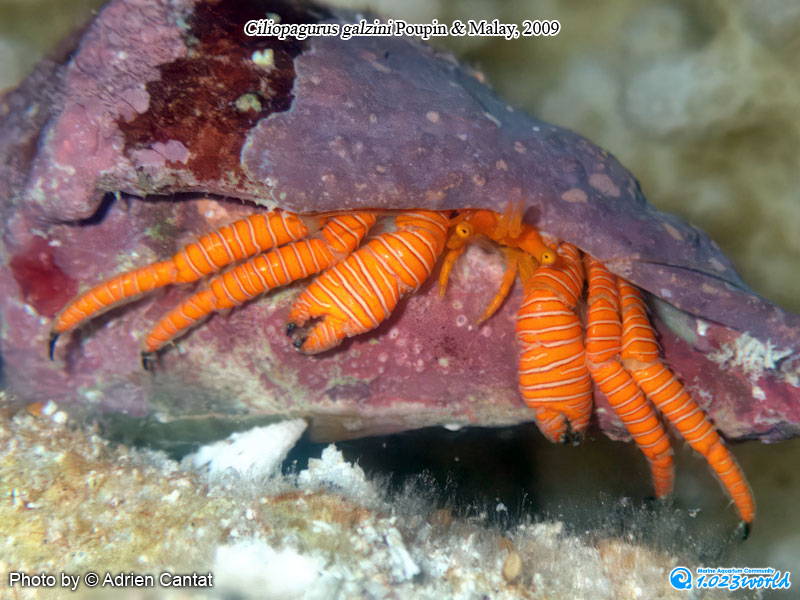 和名未定/Ciliopagurus galzini Poupin & Malay, 2009 [1]