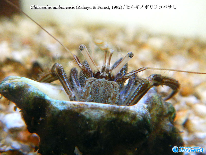 ヒルギノボリヨコバサミ/Clibanarius ambonensis Rahayu & Forest, 1993 [3]