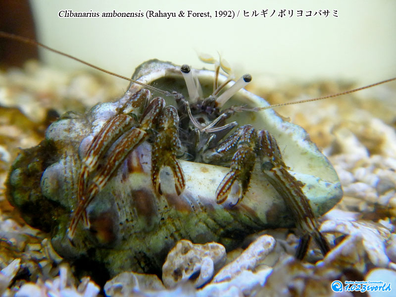 ヒルギノボリヨコバサミ/Clibanarius ambonensis Rahayu & Forest, 1993 [1]