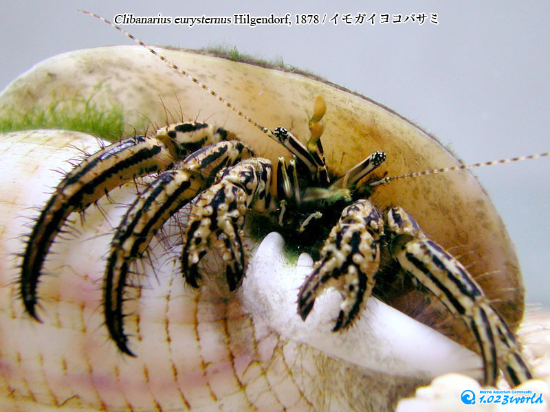 イモガイヨコバサミ/Clibanarius eurysternus