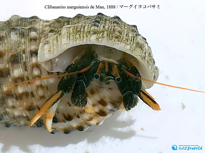 マーグイヨコバサミ/Clibanarius merguiensis