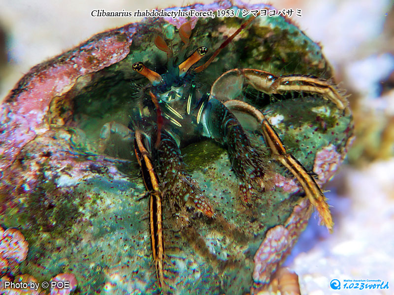 シマヨコバサミ/Clibanarius rhabdodactylus