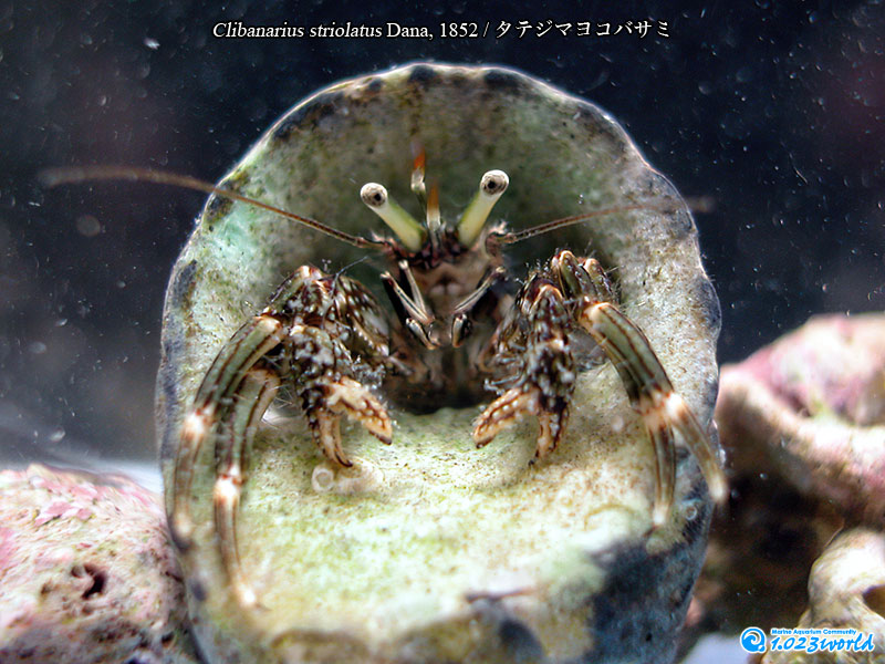 タテジマヨコバサミ/Clibanarius striolatus Dana, 1852 [3]