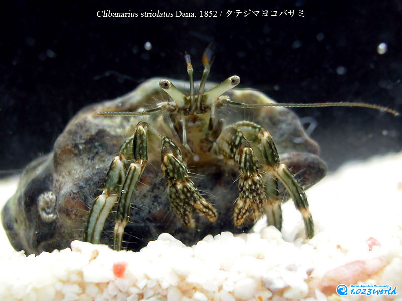 タテジマヨコバサミ/Clibanarius striolatus