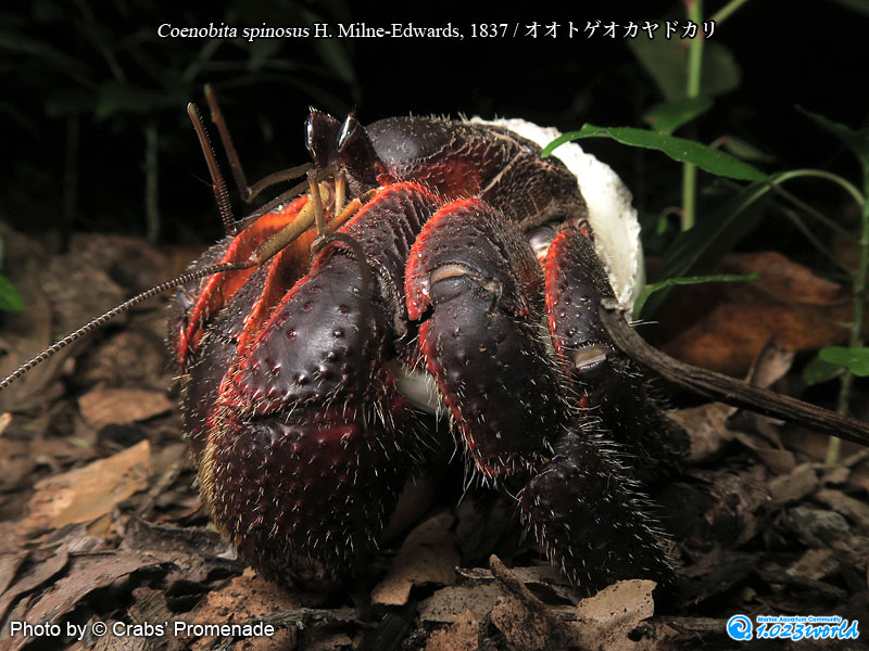 オオトゲオカヤドカリ/Coenobita spinosus H. Milne-Edwards, 1837 [6]