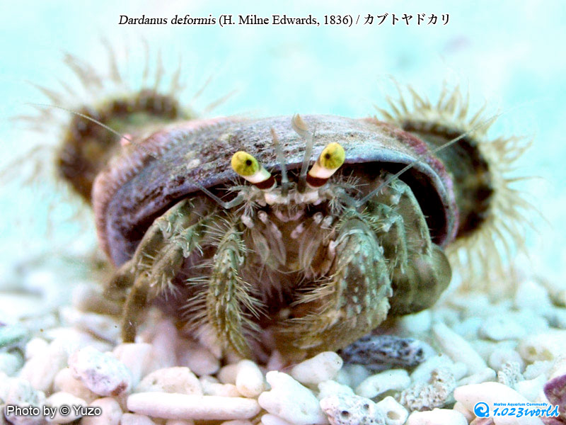 カブトヤドカリ/Dardanus deformis