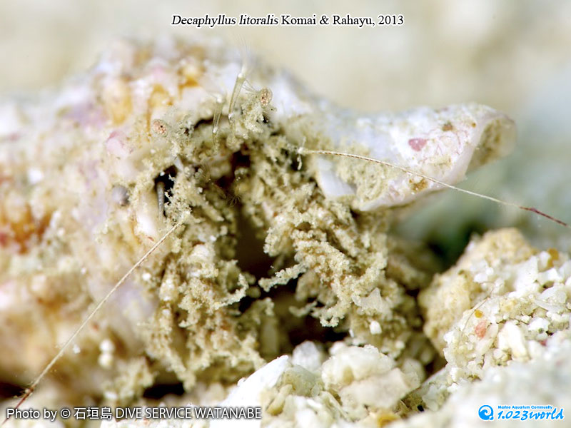 和名未定/Decaphyllus litoralis Komai & Rahayu, 2013 [3]