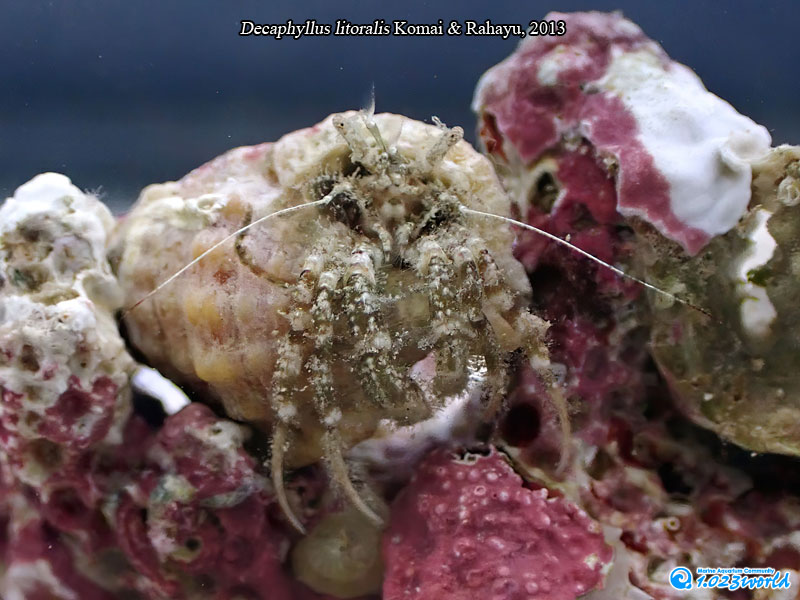 和名未定/Decaphyllus litoralis Komai & Rahayu, 2013 [4]