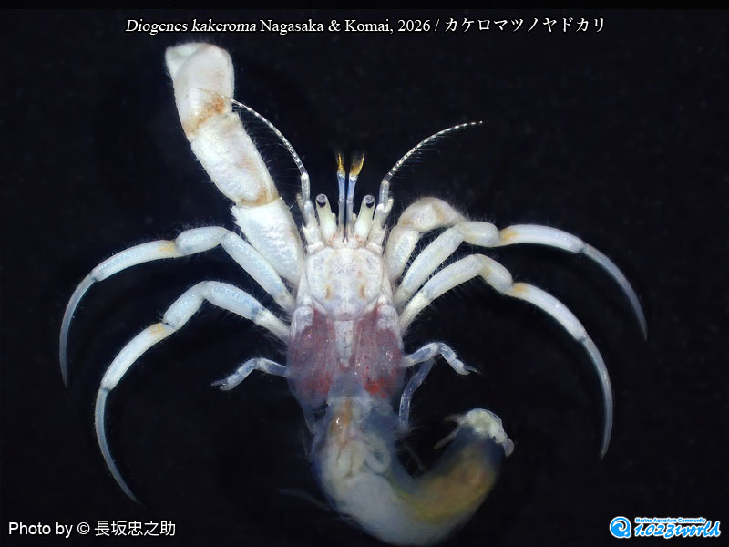 カケロマツノヤドカリ/Diogenes kakeroma Nagasaka & Komai, 2026 [2]